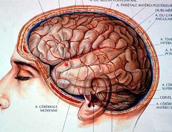 Les nigmes du cerveau