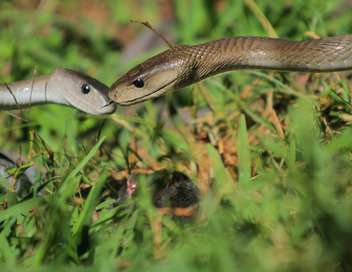 Le baiser mortel du serpent