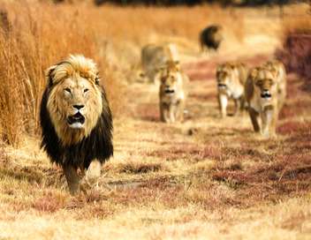 Le retour des lions