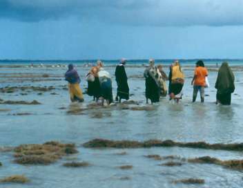 Les pcheuses d'algues de Zanzibar