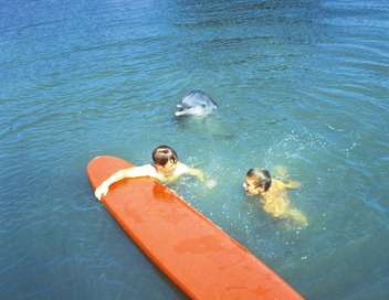 Les nouvelles aventures de Flipper le dauphin