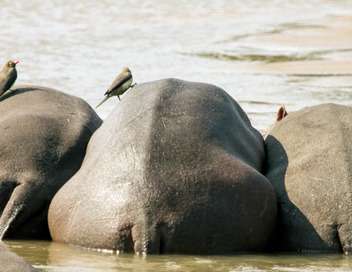 Les hippopotames de Zambie, quand vient la nuit