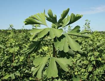 Le gingko, un arbre aux multiples vertus