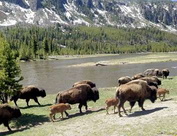 Bisons, les doux géants du Montana