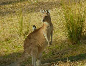 La vie secrte du kangourou Mob Rules