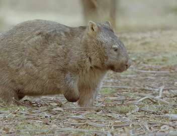 La vie secrte du wombat