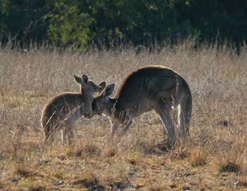La vie secrte du kangourou From Pouch to Foot