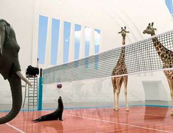 Athleticus Volley-ball