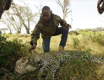 Kenya, chroniques de la vie sauvage