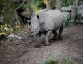 Rhinocéros : préservation des géants