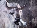 Le bison blanc