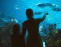 Nausicaa, le plus grand aquarium d'Europe
