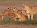 Lions et hyènes : une lutte sans merci