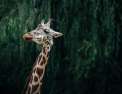 Girafes, les dernières géantes