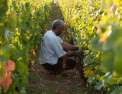 Échappées belles Bourgogne, terre de vignes