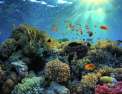 Triangle de Corail : merveilleuse biodiversité marine