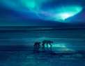 Royaumes de glace - L'Arctique