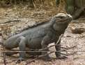 L'iguane marin des Galápagos, une mystérieuse disparition