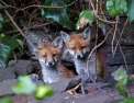 Foxes : Their Secret World