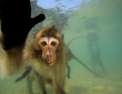 Les singes qui voulaient voir la mer