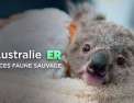Australie : urgences faune sauvage 2 pisodes