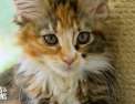 Chiots & chatons, 3 mois pour devenir grands 3 �pisodes