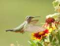 Prodigieux colibris