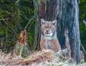 La forêt des félins : chats sauvages et lynx du Harz