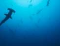 Plongée dans le grand bleu Les géants de Palaos