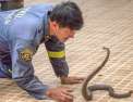 Bangkok, les chasseurs de serpents