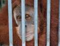 Les derniers orangs-outangs de Sumatra