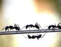 La planète des fourmis Anatomie d'une colonie