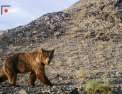 Sur les traces de l'ours de Gobi