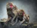 Tendresses animales Une vie de singe