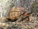 Madagascar, le trafic des tortues angonoka