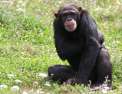 Le refuge des chimpanzés