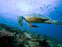 Allez savoir... en Martinique les tortues se cachent pour grandir