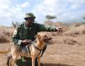 Kenya, les chiens au secours des éléphants