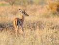 S.O.S. Animaux en danger Les dernières antilopes