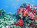 Triangle de Corail : merveilleuse biodiversit marine