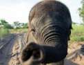 Naledi, l'éléphanteau orphelin