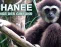 Chanee, l'ange des gibbons